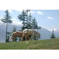 הדפסה בגודל 20x30  בין 300 ל 500 תמונות למכירה , 2 image